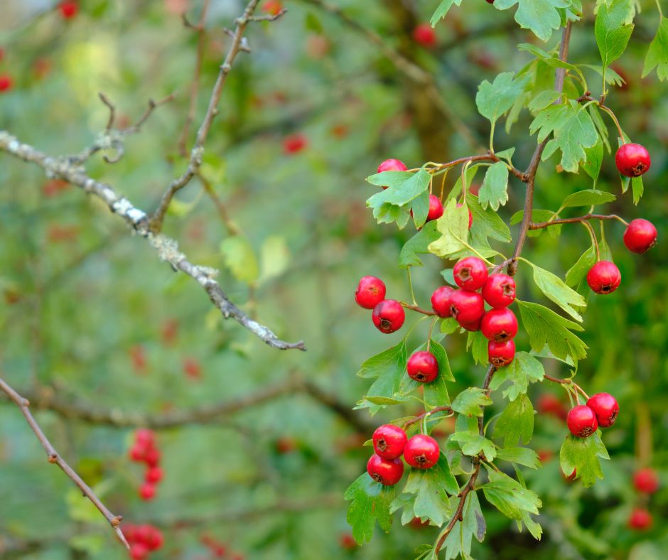 Hloh – 3 super účinky pre zdravie