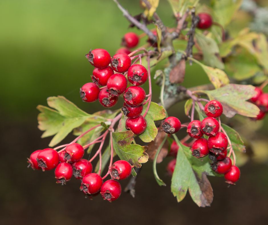 Hloh ma mnoho liecivych vlastnosti ktore ho robia oblubenym prirodnym doplnkom