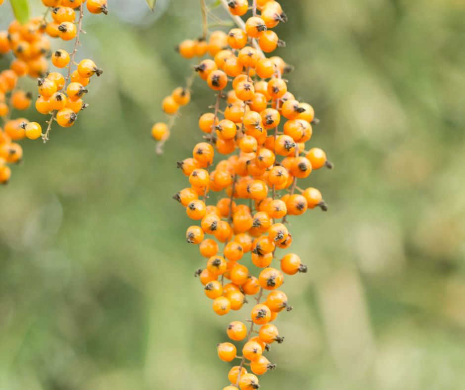 Je to plodna a odolna rastlina ktora sa dobre pestuje v roznych oblastiach