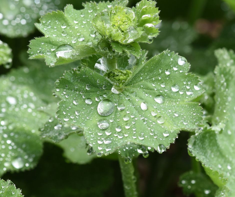 Jednou z fascinujucich vlastnosti listov alchemilky je ich schopnost zachytavat kvapky rosy alebo dazda ktore potom vyzeraju ako male perly