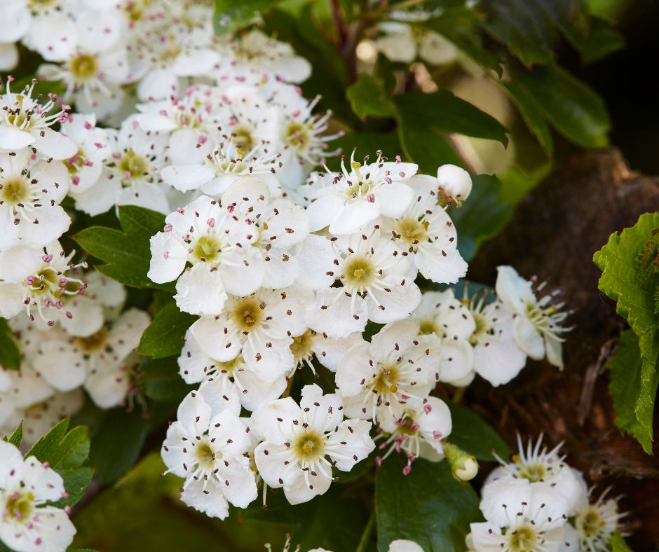 Jeho vyuzivanie siaha az do starovekych cias a preto je povazovany za jednu z najstarsich liecivych rastlin