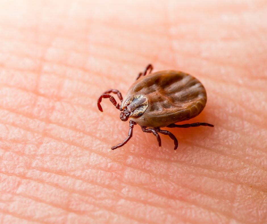 K prenosu bakterie Borrelia burgdorferi dochadza po kliestovom ustipnuti