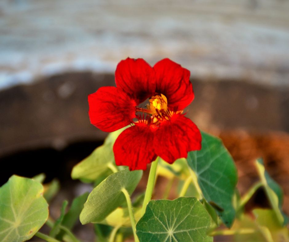 Kapucinky su rastliny zname svojimi vyraznymi kvetmi a listami
