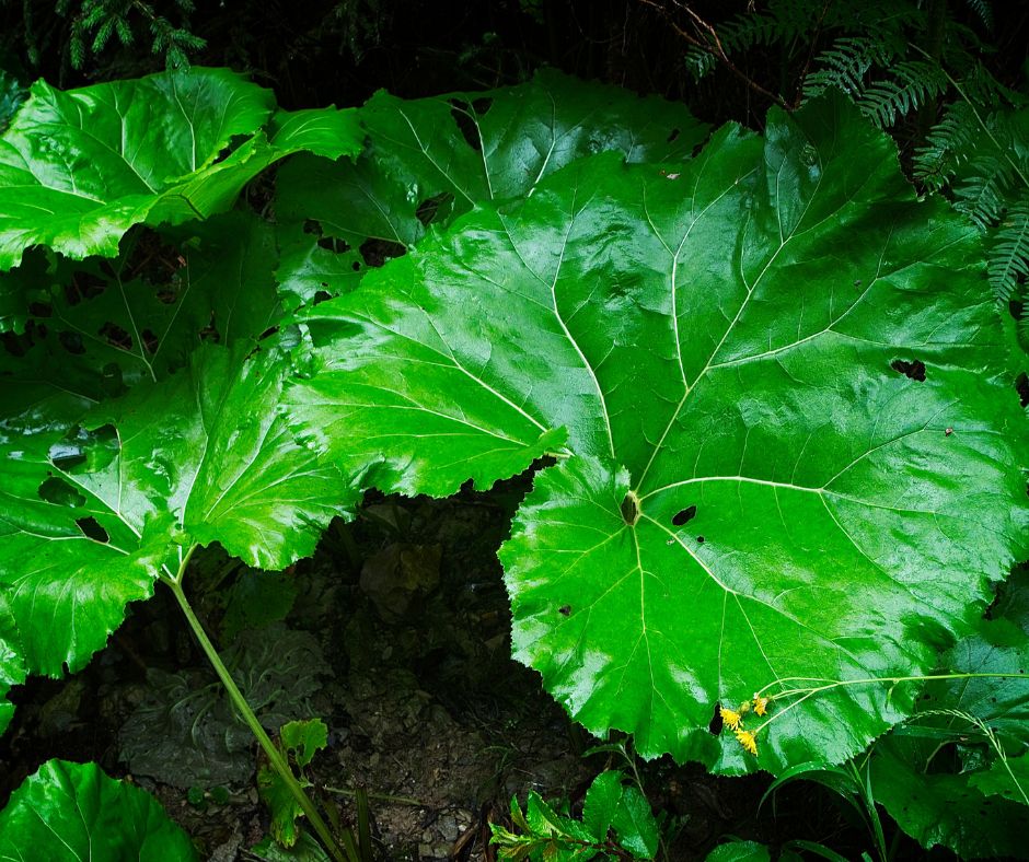 Neskor na jar sa vytvaraju listy ktore su velke siroko srdcovite tmavozelene na vrchu a biele a chlpate na spodnej strane