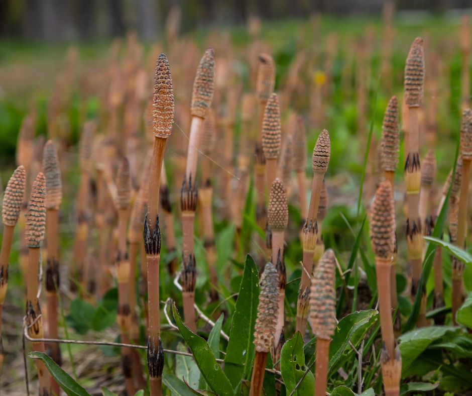 Praslicka rolna je trvalka vysoka od 20 do 50 cm ktora produkuje dva typy stoniek plodne a neplodne