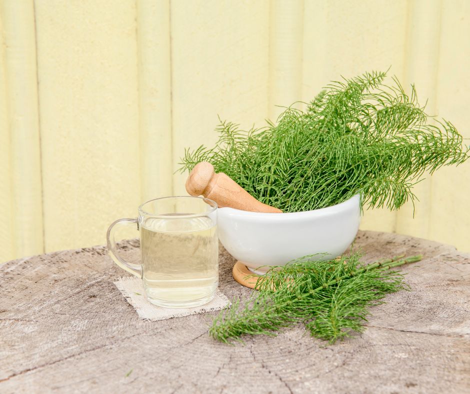 Praslička roľná – 4 super účinky pre zdravie