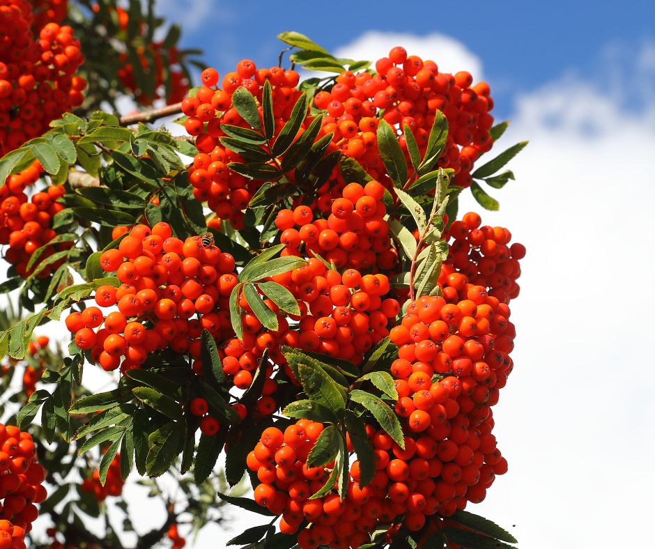 Rakytník – 5 super účinkov pre zdravie