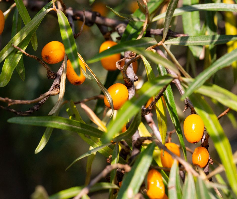 Rakytnik ma charakteristicke ostre trne a hustu korunu s dlhymi uzko linearnymi listami Jeho vyska sa pohybuje od 2 do 5 metrov