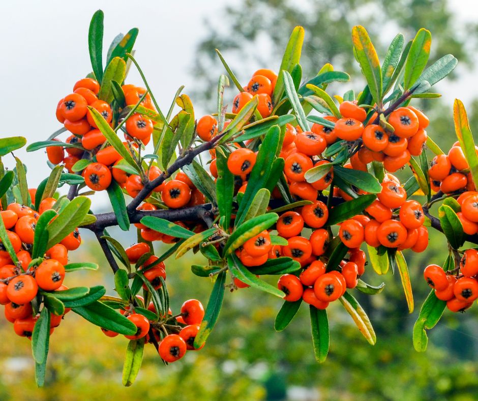Rakytnik obsahuje bioaktivne zluceniny ako su flavonoidy karotenoidy a fenolicke kyseliny ktore vykazuju protizapalove vlastnosti