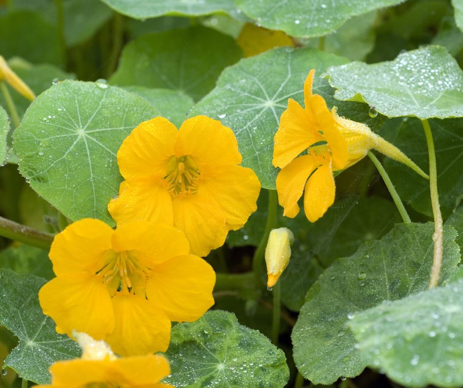 V tradicnej medicine kapucinka sa pouziva pre svoje antisepticke antibioticke a hojive vlastnosti
