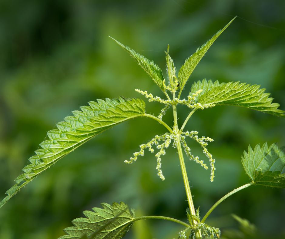 Zihlava dvojdoma je najbeznejsi a najrozsirenejsi druh zihlavy