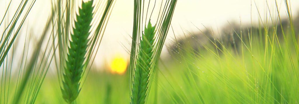 Beta glukany ktore sa nachadzaju v jacmeni mozu pomoct znizovat hladinu cholesterolu
