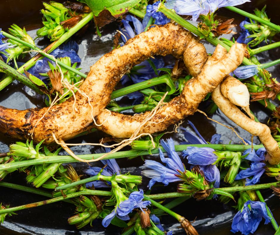 Čakanka obyčajná – 4 super zdravotné účinky