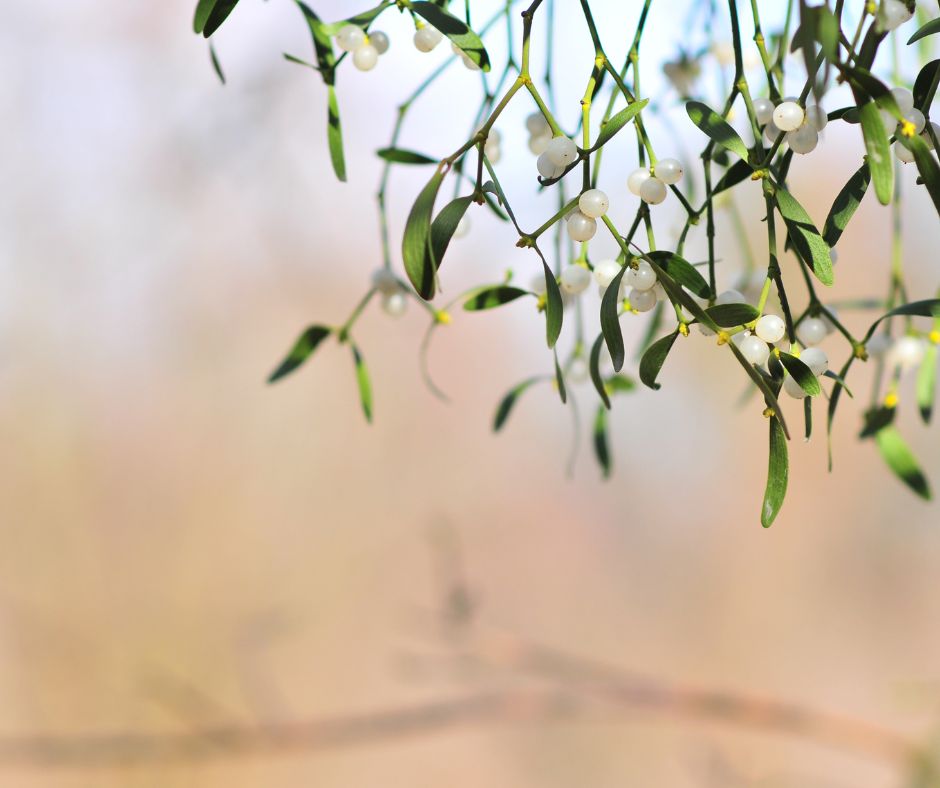 Imelo – 2 super zdravotné účinky