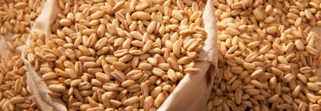 Jacmen je velmi rozmanita rastlina existuju rozne typy a odrody ktore sa mozu lisit v mnohych aspektoch