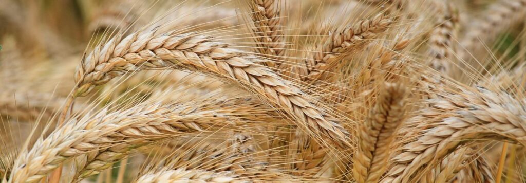 Jačmeň: Pestovanie, Vlastnosti a Použitie