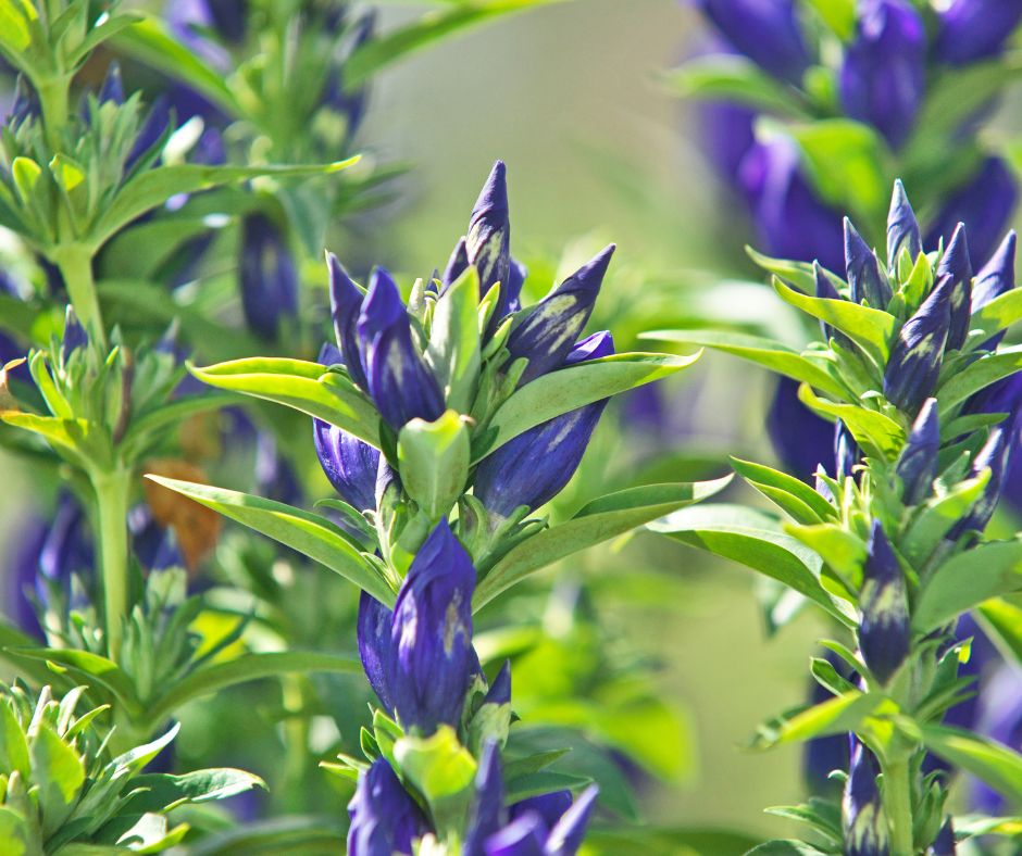 Jeho koren obsahuje mnozstvo amarov ktore maju schopnost stimulovat chut do jedla a podporovat travenie