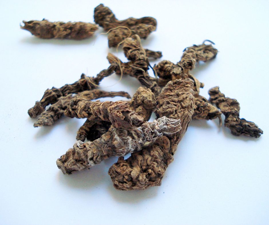 korene su najcennejsou castou rastliny z hladiska medicinskych vlastnosti pretoze obsahuju mnoho liecivych zlucenin