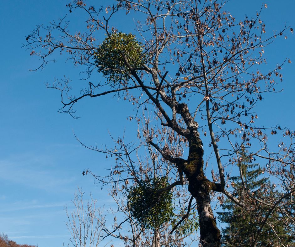Kvoli svojej poloparazitickej povahe rastie imelo priamo na vetvach hostitelskych stromov z ktorych cerpa vodu a ziviny