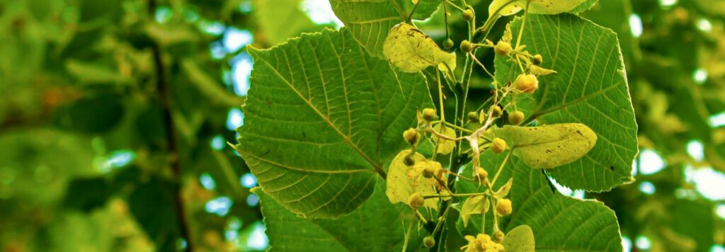 Lipa malolistá – 5 super účinkov pre zdravie