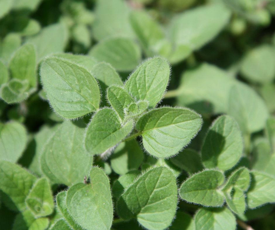 Listy pamajoranu su male ovalne a mozu byt priblizne 1 cm na dlzku