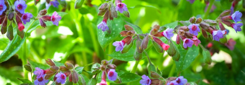 Pľúcnik lekársky – 5 super účinkov pre zdravie