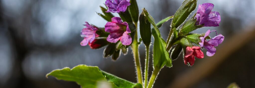 Plucnik lekarsky je nizka vysoka 20 az 40 cm pokryta chlpami s vyraznymi listami pokrytymi bielymi alebo svetlozelenymi skvrnami