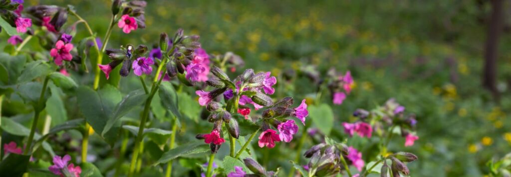 Plucnik lekarsky je znamy svojimi mnohymi potencialnymi ucinkami ktore pramenia z jeho bohatej obsahu ucinnych latok