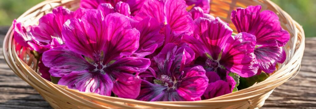 Slez maurský – 6 dôležitých informácií