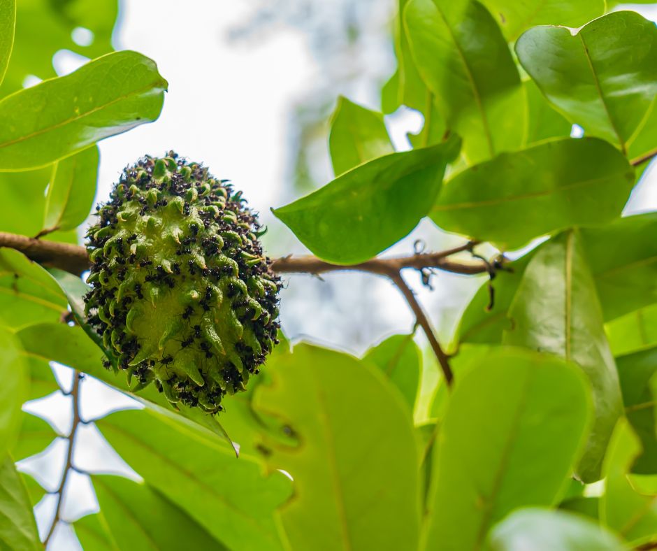Tato rastlina je povodom z tropickych oblasti Ameriky ale v sucasnosti sa pestuje na roznych miestach po celom svete kde su vhodne podmienky