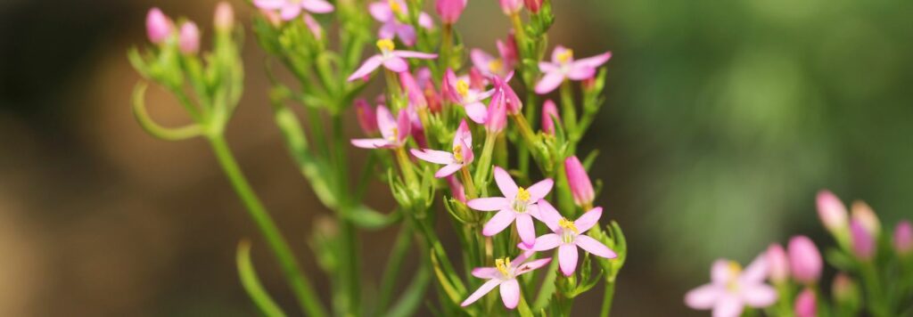 Typickym habitatom zemezlca su otvorene slnecne az polotienove miesta ako luky pastviny svetle lesy okraje ciest a brehy potokov