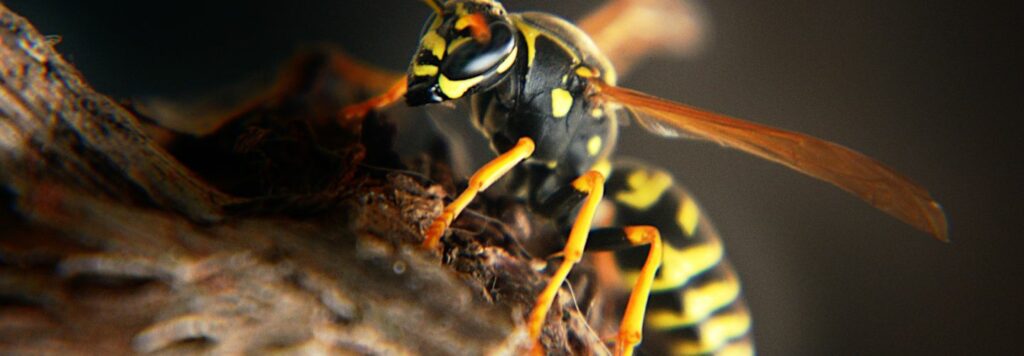 U&scaron;tipnutie osou: Pr&iacute;znaky, prv&aacute; pomoc, prevencia