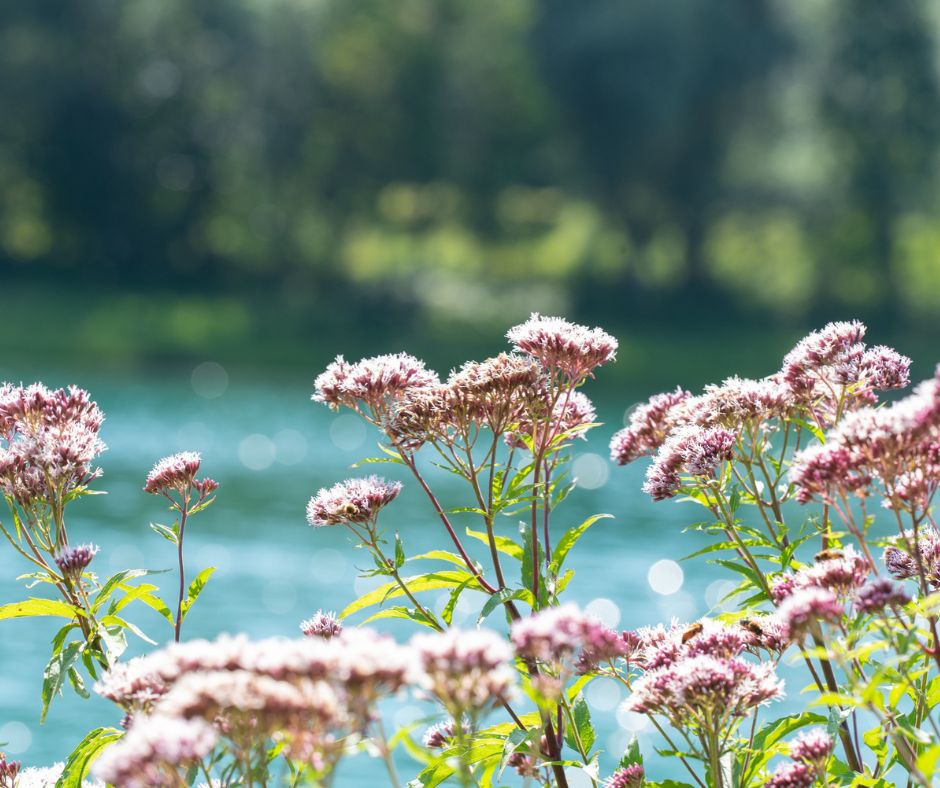Valeriana ma mnohe ucinky ktore ju robia uzitocnou v mnohych oblastiach