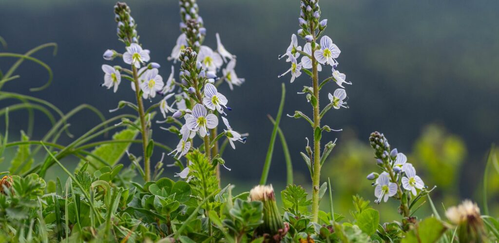 Veronika lekárska – 6 super účinkov pre zdravie