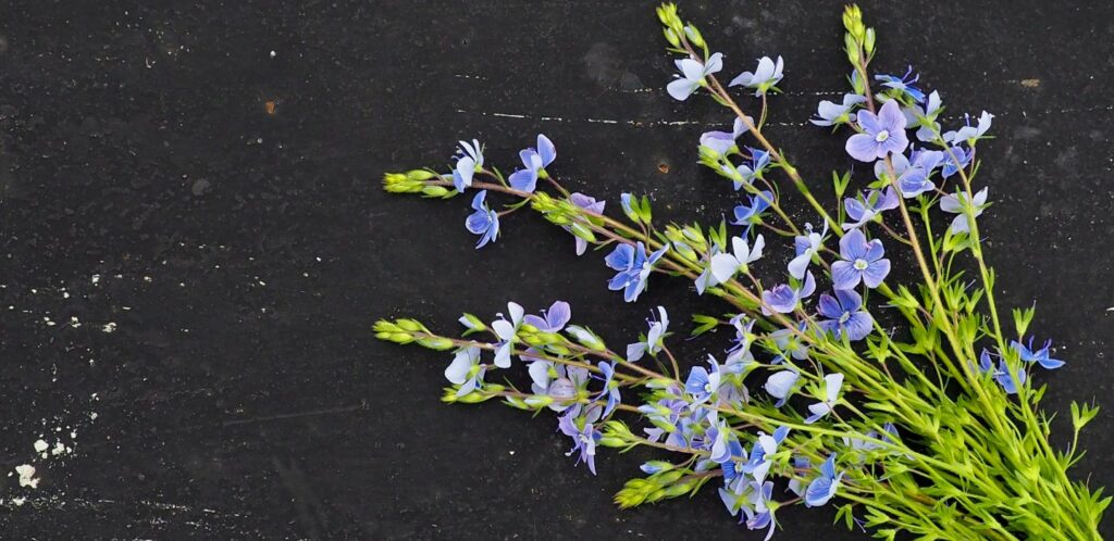 Veronika lekarska je vseobecne povazovana za bezpecnu pre vacsinu ludi ked sa pouziva v spravnych davkach