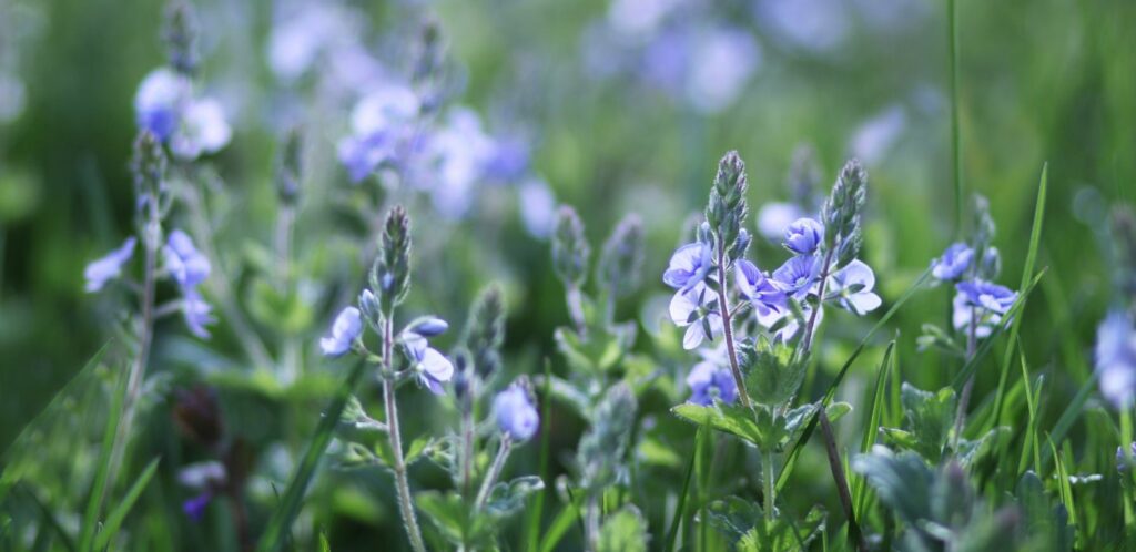 Veronika lekarska ma dlhu historiu vyuzitia v roznych kulturach