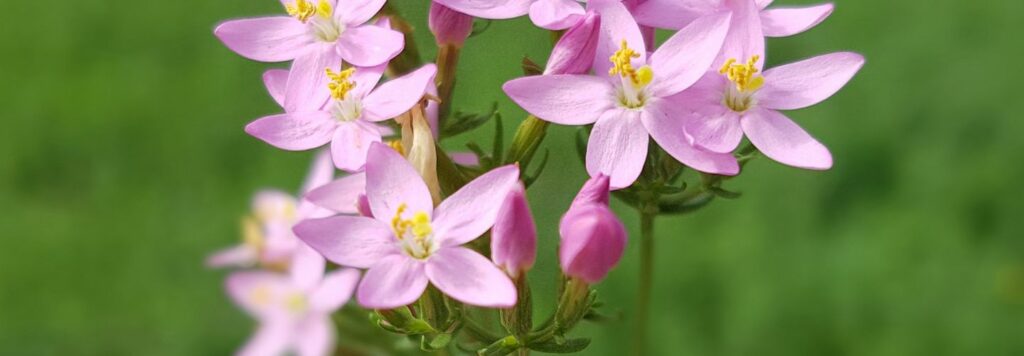 Zemežlč – 4 super účinky pre zdravie