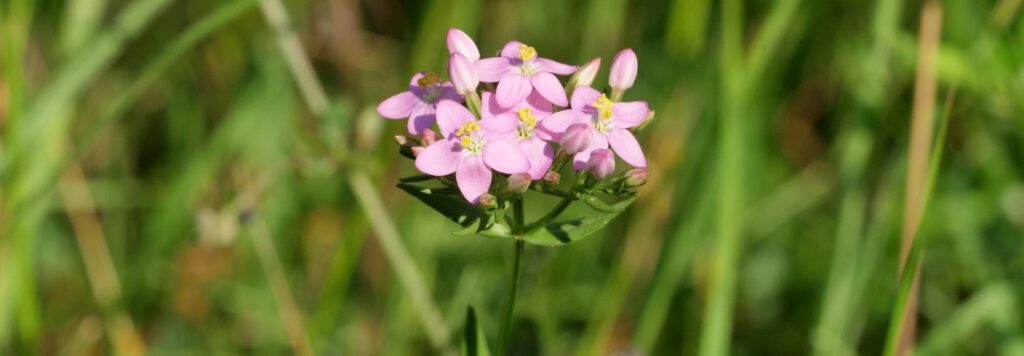Zemezlc je casto uzivana ako tonikum pre traviaci system
