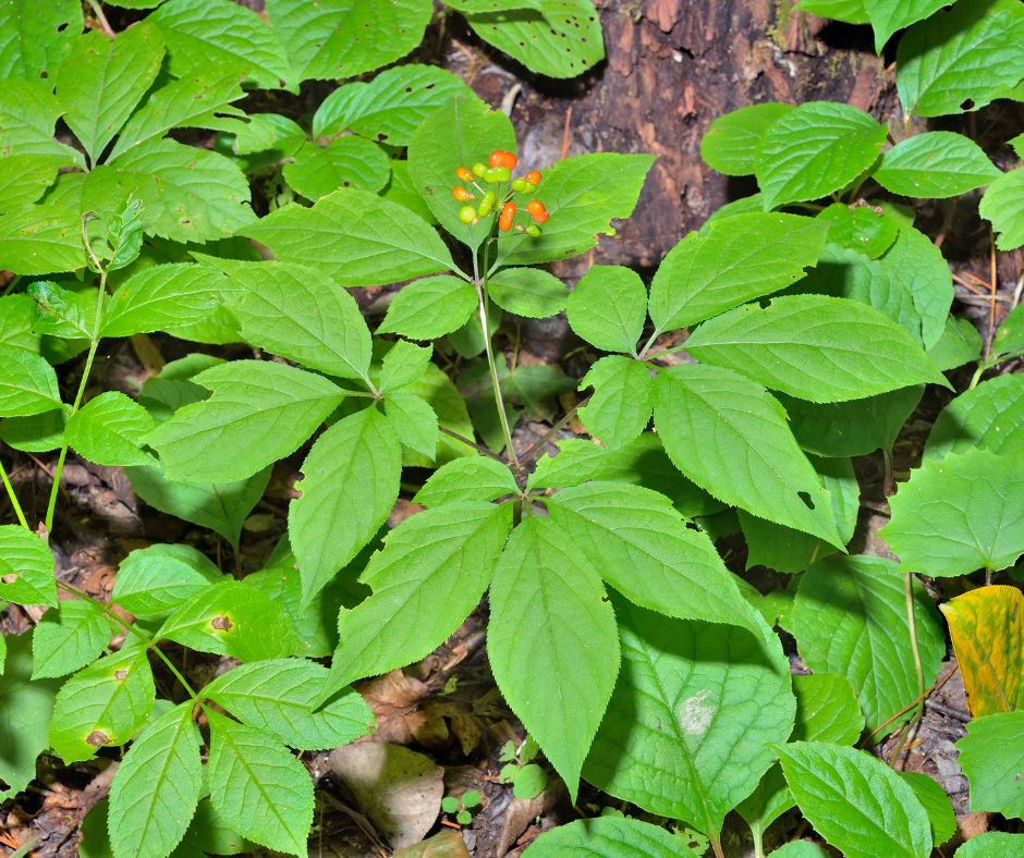 Zensen je oznacenie pre niekolko druhov rastlin patriacich do rodiny Araliaceae