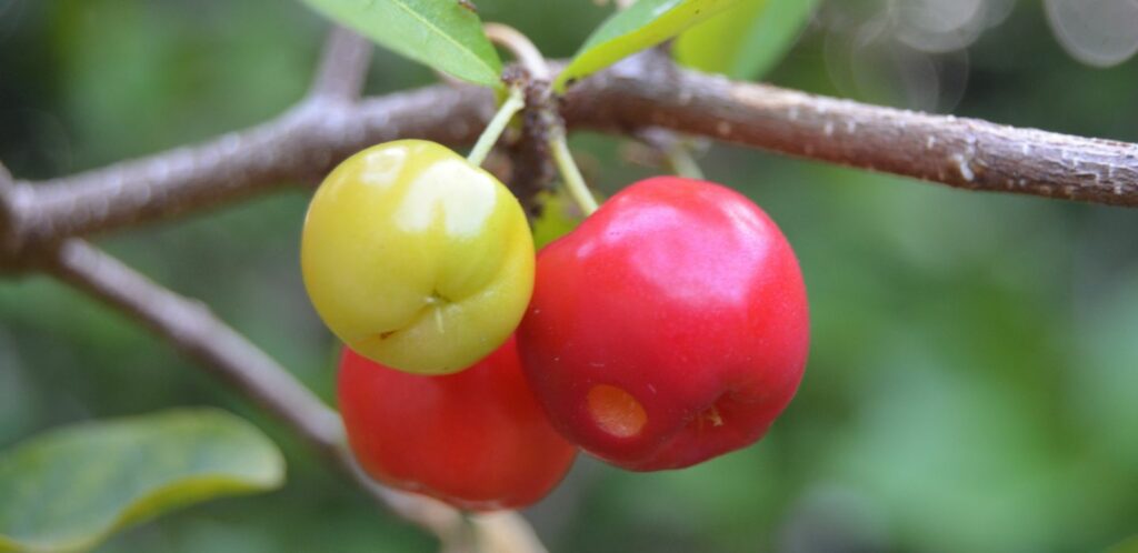 Acerola je tropicka rastlina a preto ma konkretne potreby pokial ide o pestovanie a kultivaciu