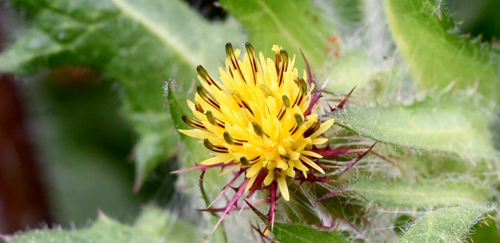 Benedikt lekársky – 5 super zdravotných účinkov