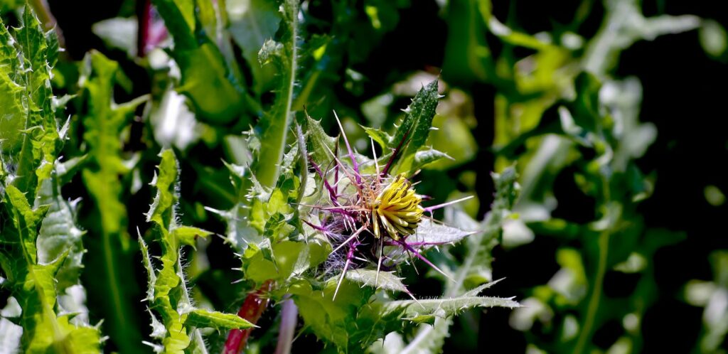 Benedikt lekarsky ma bohatu historiu vyuzitia v tradicnej medicine hlavne v Europe