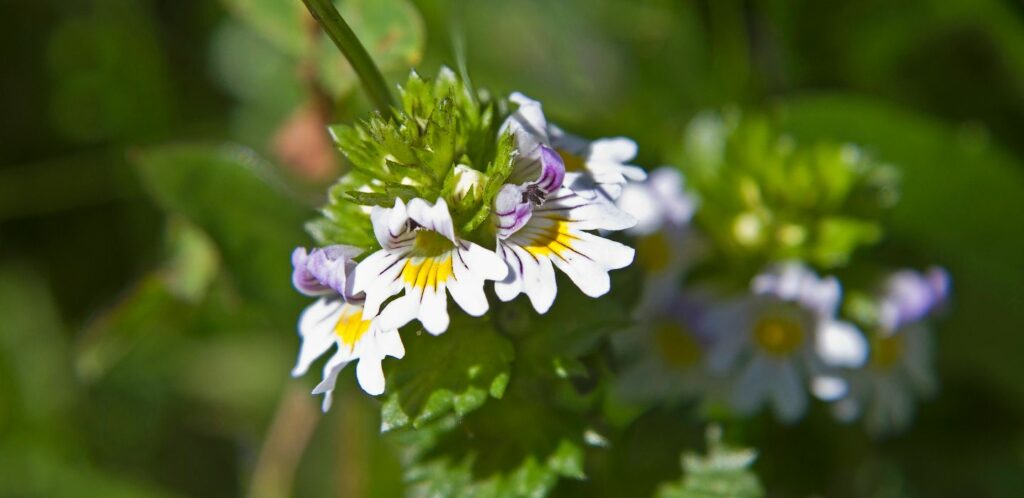 O&ccaron;ianka &ndash; 7 d&ocirc;le&zcaron;it&yacute;ch inform&aacute;ci&iacute;