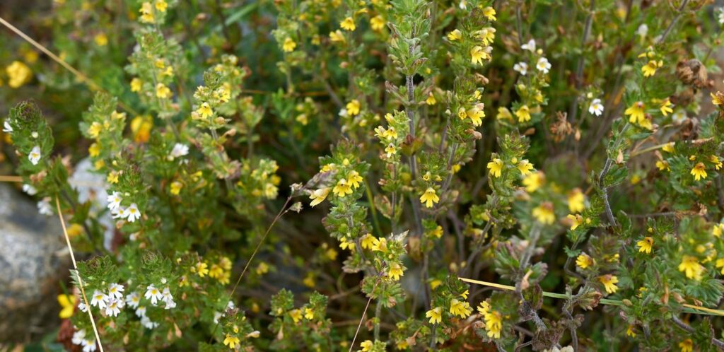 Očianka je fascinujúcim prvkom ekosystému a má zaujímavé vzťahy s inými rastlinami a živočíšnymi druhmi.