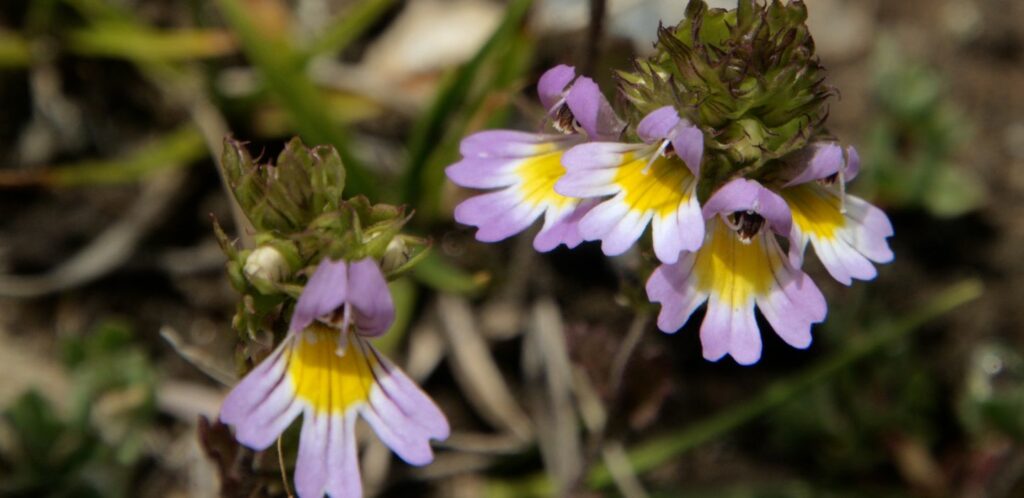 Rod očianka (Euphrasia) je veľmi rozmanitý a zahŕňa približne 450 až 490 druhov.